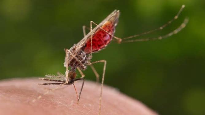 An adult female Anopheles mosquito bites a person.