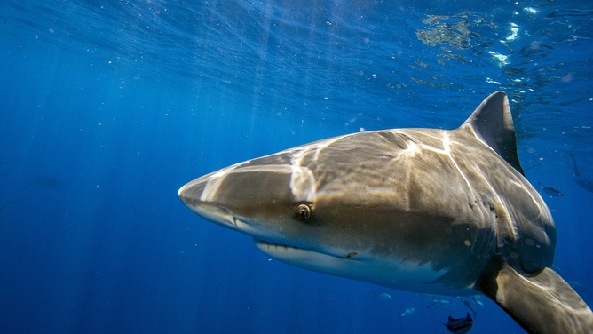 FILE - A bull sharks comes close to inspect tourist and their cameras during an eco tourism shark dive off of Jupiter, Florida on May 5, 2022.