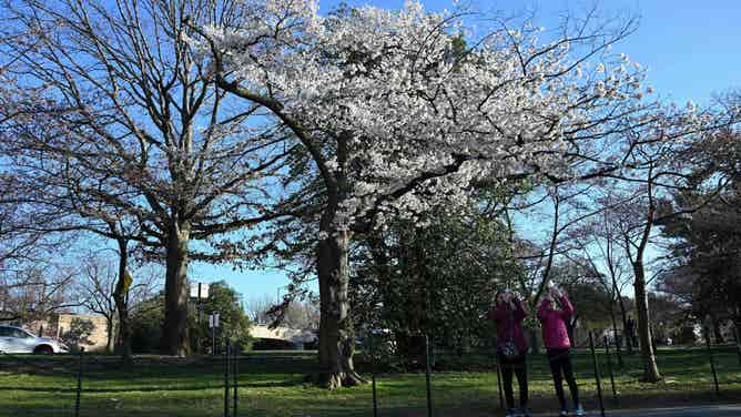 People take selfies in front of the "indicator tree" which bears cherry blossoms in full bloom at the Tidal Basin in Washington, DC March 27, 2019.