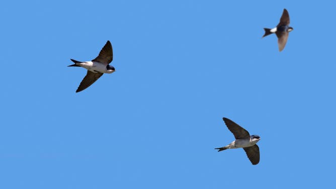 Three common house martins