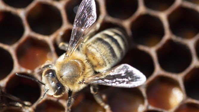 IZMIR, TURKEY - OCTOBER 10: An Efe bee is seen on a honeycomb during pine honey harvesting process at Mount Nif, in Kemalpasa district of Izmir, Turkey on October 10, 2020. Turkey ranked second with over 110 thousand tons of honey production in the world and holds the title of leading the country with 90 percent of pine honey production in the globe. Bees produce pine honey in western provinces such as Izmir, Mugla, Aydin, Edirne, Canakkale and Balikesir which they utilize the secretion of the Basra Beetle extracted from the pine tree instead of the nectar they get directly from flowers. In the production of this pine-flavored honey, known for its dark color and resistance to crystallization, many beekeepers now use the high yield Efe Bee, which has been reproduced through long years of breeding studies at the Aegean Agricultural Research Institute. One of the most important characteristics of Efe Bee is known as giving more offspring. (Photo by Lokman Ilhan/Anadolu Agency via Getty Images)