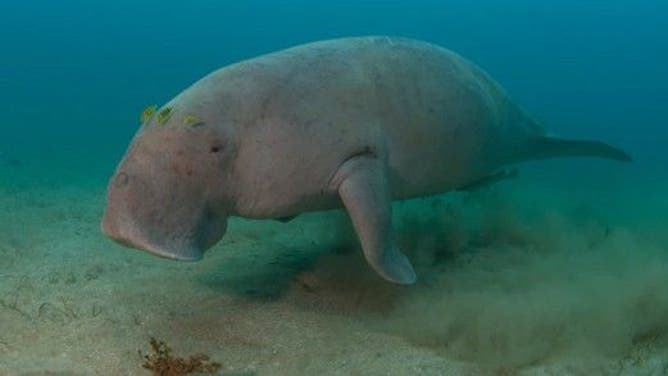 sea cows