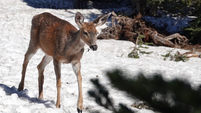 A deer in a snowy Olympic National Park in Washington. June 22, 2022.
