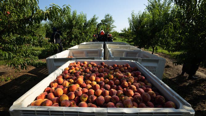 Georgia peach harvest