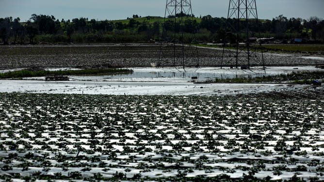 California strawberry production