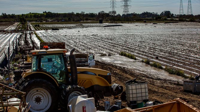 California strawberry production