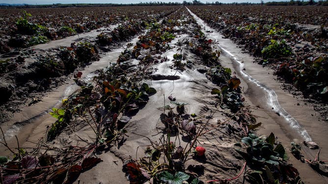 California strawberry production
