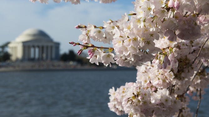 Cherry trees blossom around the Tidal Basin near the Jefferson Memorial on the National Mall in Washington, DC, April 11, 2015.