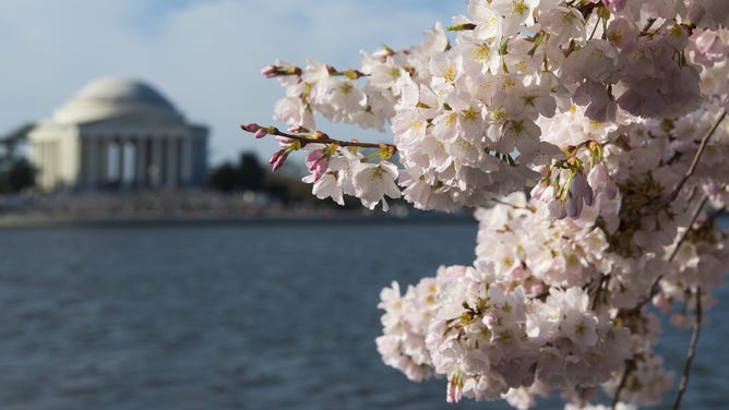 Cherry trees blossom around the Tidal Basin near the Jefferson Memorial on the National Mall in Washington, DC, April 11, 2015.