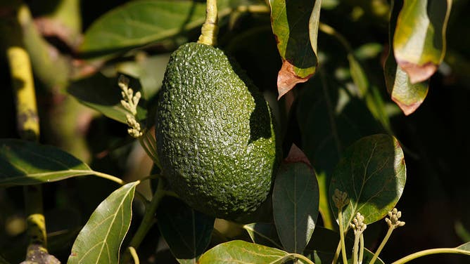 Restaurant Chain Chipotle Warns Climate Change Could Force Guacamole Off Their Menu