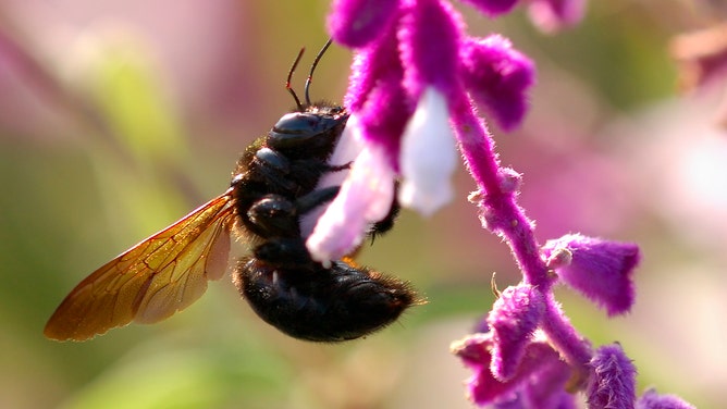 Carpenter Bee on Mexican Bush Sage, Southern California. (Photo by: Ron Reznick/VW Pics/Universal Images Group via Getty Images)