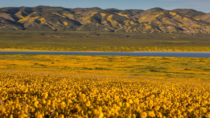 Hillsides and pastures covered in a carpet of golden field wildflowers are drawing thousands of visitors this spring to Carrizo Plain, home to thousands of migratory birds and the largest alkali wetlands in the state, on March 28, 2017, in Carrizo Plain National Monument, California. Located in the southeastern corner of San Luis Obispo County between the Temblor and Caliente mountain ranges, this 43-mile- long high valley is experiencing an epic wildflower "superbloom" of golden fields, tidy tips, tickweed, fiddleheads, lupine, and hillside daisies.