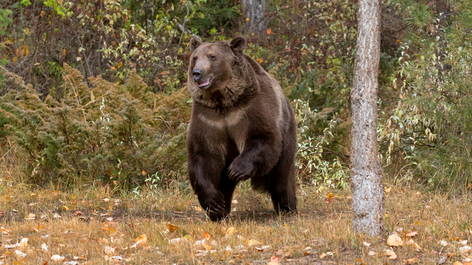FILE - Grizzly Bear (Ursus arctos horribilis) adult running out of woods, Montana, USA, October, controlled subject. (Photo by: Avalon/Universal Images Group via Getty Images)