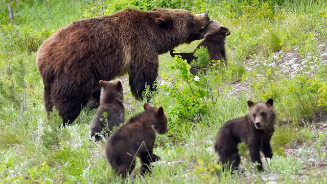 FILE - JACKSON, WY - JUNE 15: A Grizzly bear named "399" walks with her four cubs along the main highway near Signal Mountain on June 15, 2020 outside Jackson, Wyoming. 399 inhabits Grand Teton National Park and Bridger-Teton National Forest and is considered by some to be the most famous brown bear mother in the world. She just gave birth to four cubs at the age of 24. (Photo by George Frey/Getty Images)