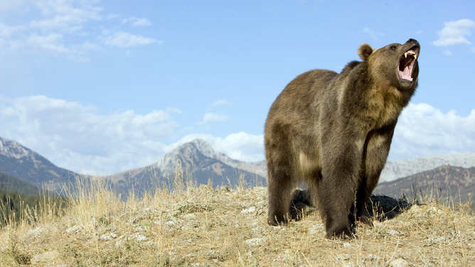 FILE - Grizzly bear growling USA. (Photo by: Avalon/Universal Images Group via Getty Images)