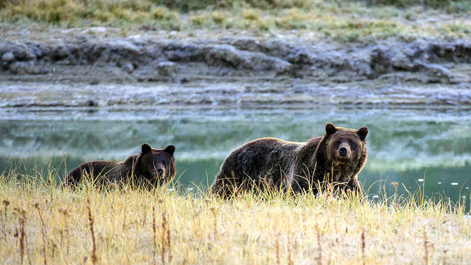 FILE - A Grizzly bear mother and her cub walk near Pelican Creek October 8, 2012 in the Yellowstone National Park in Wyoming.Yellowstone National Park is America's first national park. It was established in 1872. Yellowstone extends through Wyoming, Montana, and Idaho. The park's name is derived from the Yellowstone River, which runs through the park. AFP PHOTO/Karen BLEIER (Photo credit should read KAREN BLEIER/AFP via Getty Images)