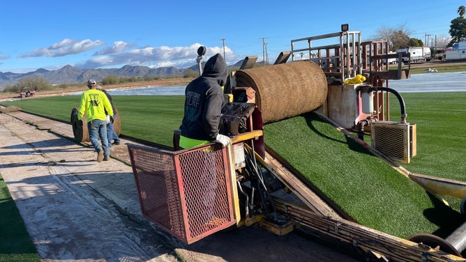 Super Bowl Grass