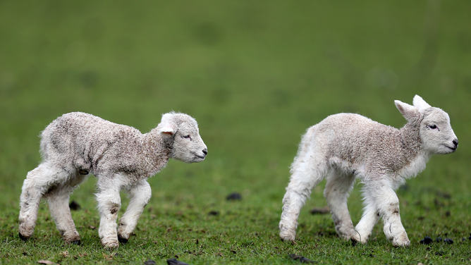 FILE - Auckland welcomes new born lambs at Cornwall Park on August 6, 2014 in Auckland, New Zealand.