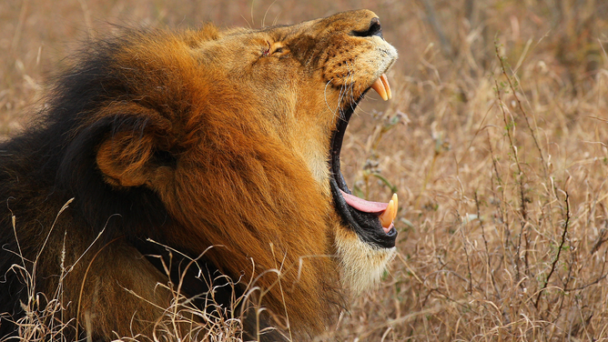 A lion yawns on July 19, 2010 in the Edeni Game Reserve, South Africa. Edeni is a 21,000 acre wilderness area with an abundance of game and birdlife located near Kruger National Park in South Africa.