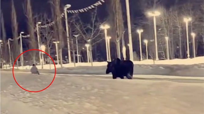 Moose follows Hansen (circled in red) on the sidewalk. 