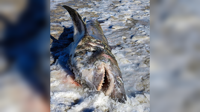 See the dead, frozen shark found on icy Massachusetts beach during ...