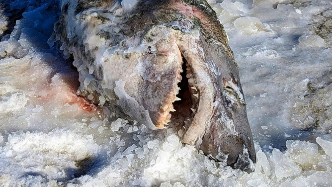 A dead, frozen shark on Cold Storage Beach in Dennis, Massachusetts.