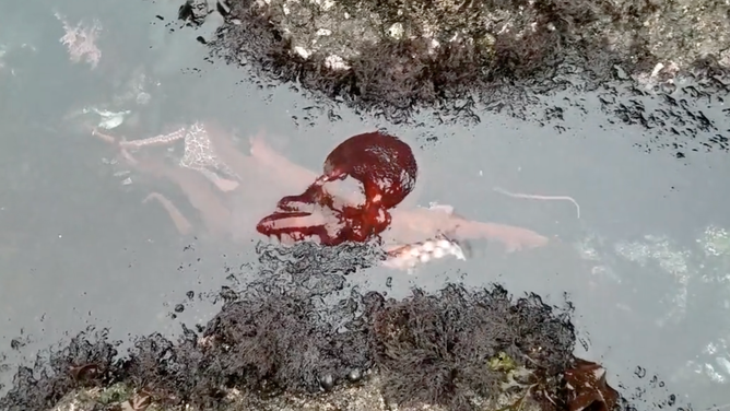 A giant Pacific octopus crawls through a tide pool in Oregon.