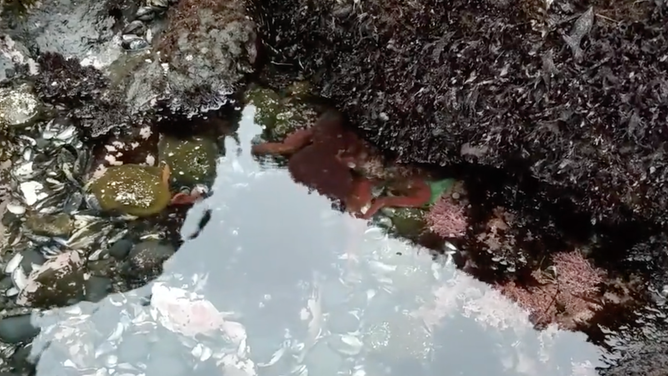 The barely visible giant Pacific octopus begins to transform itself to match the nearby rock.