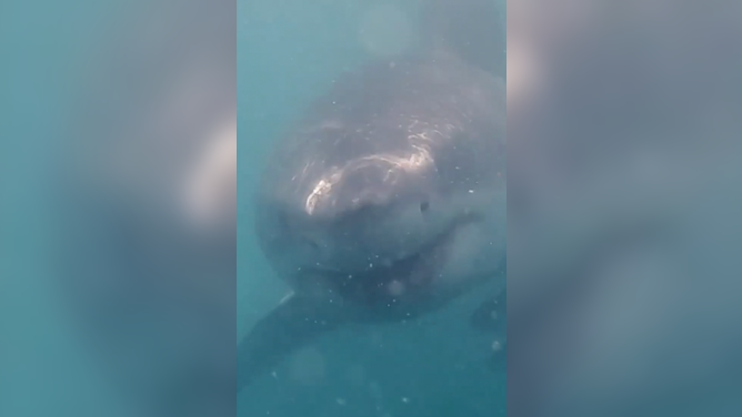 Shark swims toward the diver.