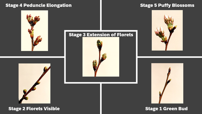 Five of the six stages of the Yoshino cherry tree bloom cycle