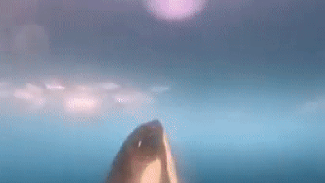 Orca breaches in Antarctica