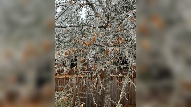 Ice is seen on trees in Austin, Texas.