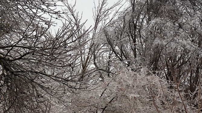 Ice is seen on trees in Austin, Texas.