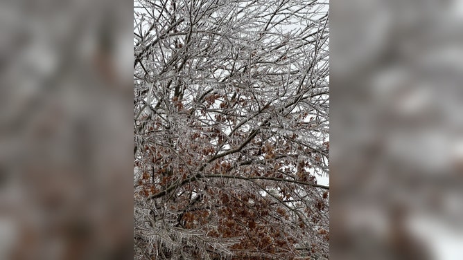 Ice is seen on trees in Austin, Texas.