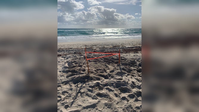 Turtle nest City of Delray Beach