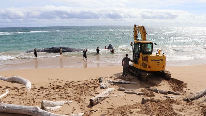 Dead sperm whale