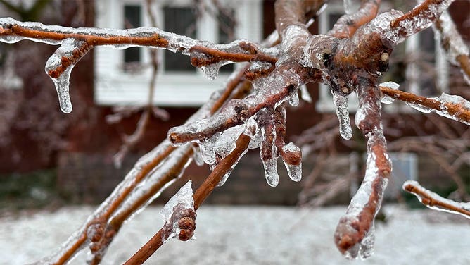 Ice coats tree branches in Lansing, Michigan