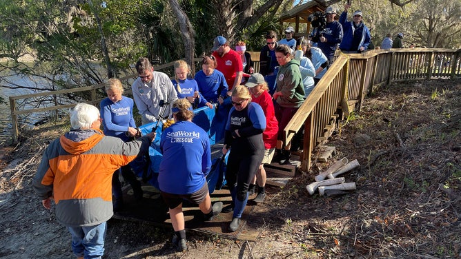 Manatee rescues Florida