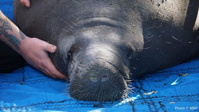 Manatee rescues Florida