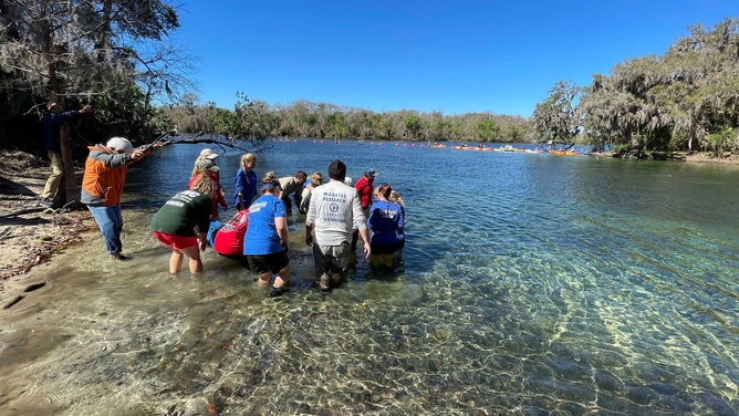 Manatee rescues Florida