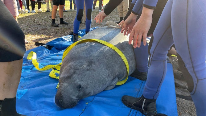 Manatee rescues Florida