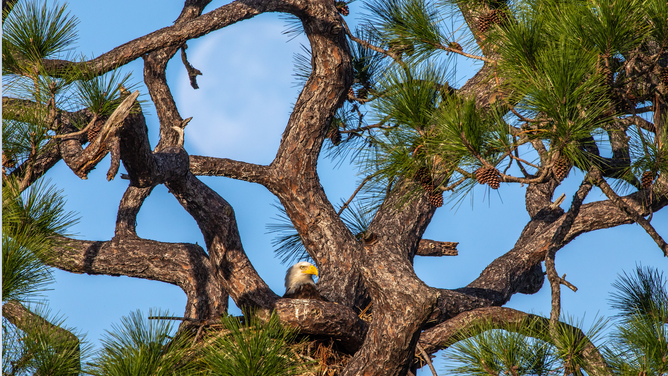 Popular Eagles Build New Home at NASA’s Kennedy Space Center