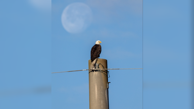 Popular Eagles Build New Home at NASA’s Kennedy Space Center