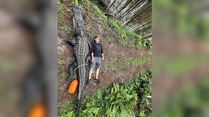 Massive Florida gator