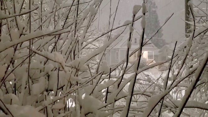 Snow on branches in Portland, Oregon.