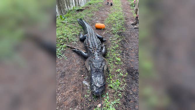 Mississippi alligator hunters catch huge 12 1/2-foot alligator