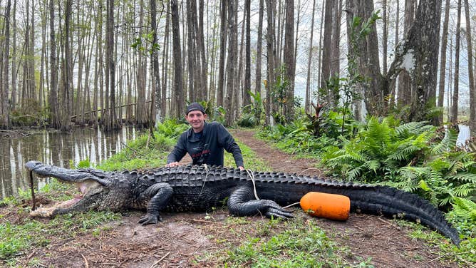 See the massive alligator found lurking in a South Florida swamp