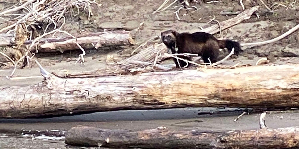 First wolverine sighting in over 30 years reported along Oregon river