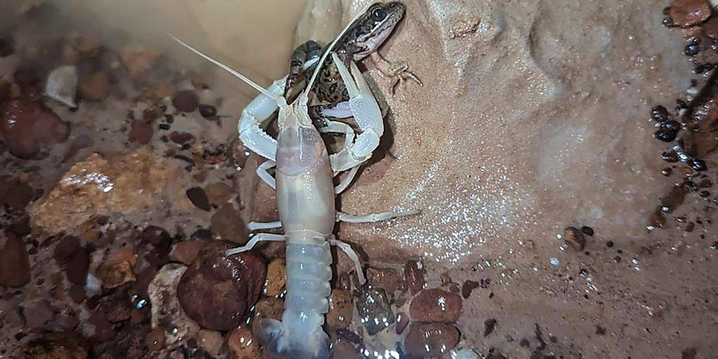 Ghostly cave-dwelling creature with 'scissors for hands' feasts on frog  thanks to heavy Kentucky rain