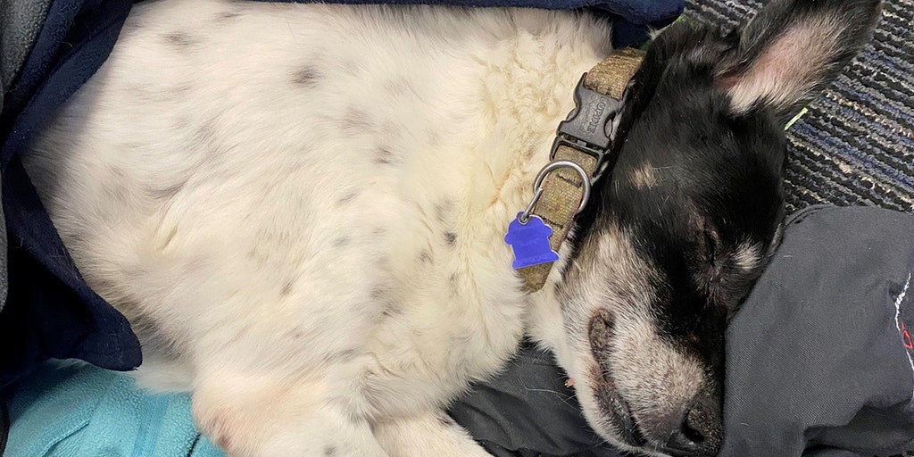 Maine Deputy Finds Elderly Dog Nearly Frozen To Death Returns Pet To maine-deputy-finds-elderly-dog-nearly-frozen-to-death-returns-pet-to